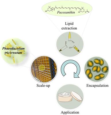 Phaeodactylum tricornutum as a stable platform for pilot scale production and investigation of the viability of spirulina fucoxanthin as a commercial lipolysis active novel compound